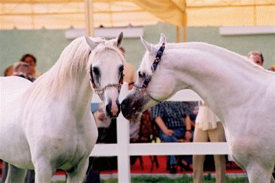 Two grey stallions - Tiki Tork Ku (USA)(left) and Batyskaf (Poland)(Right) - photo taken at Arabian Horse Parade, Karacabey Stud, Turkey